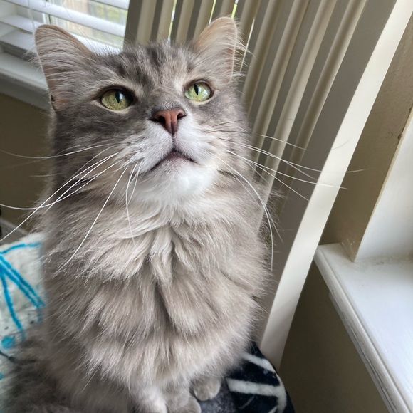 Meet your Posher, Stephanie - Picture 2 of 7